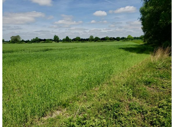 ruhiger Einzelstellplatz zwischen Feldern, Wiesen und Weiden — Photo 2