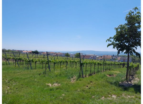Weinbergsblick — Zdjęcie 5