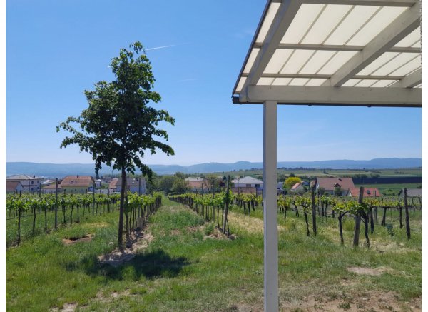 Weinbergsblick — Photo 2