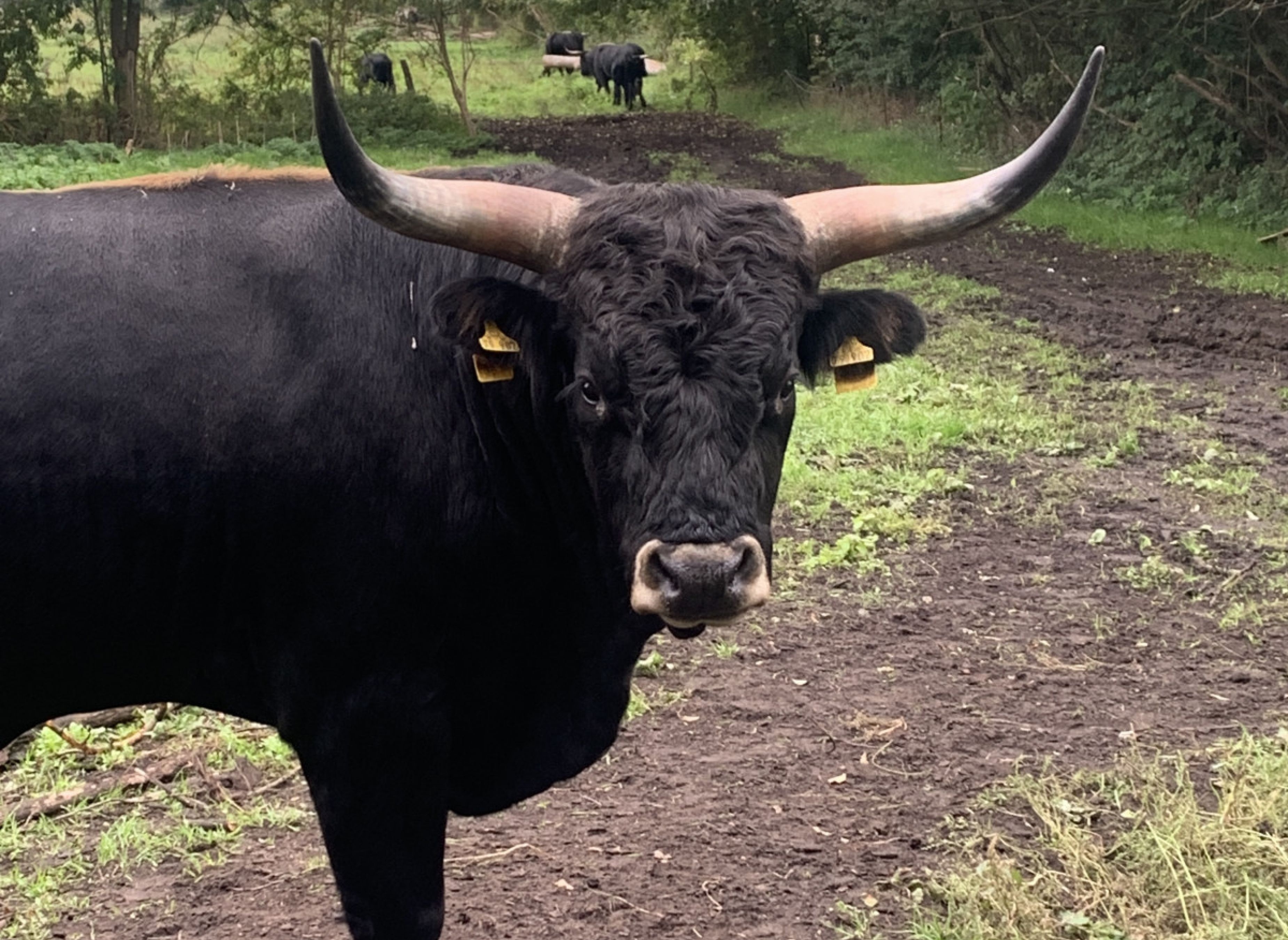 Naturbauernhof mit Auerochsen und Gangpferden — Stellplatz in Breddin