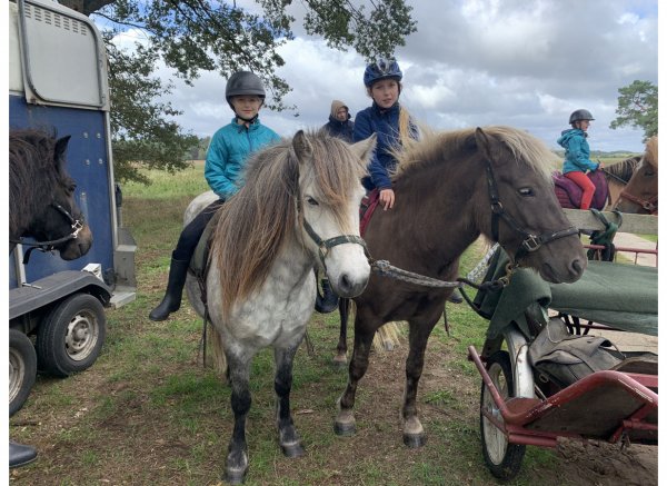 Naturbauernhof mit Auerochsen und Gangpferden — Photo 2