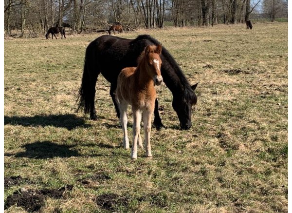 Naturbauernhof mit Auerochsen und Gangpferden