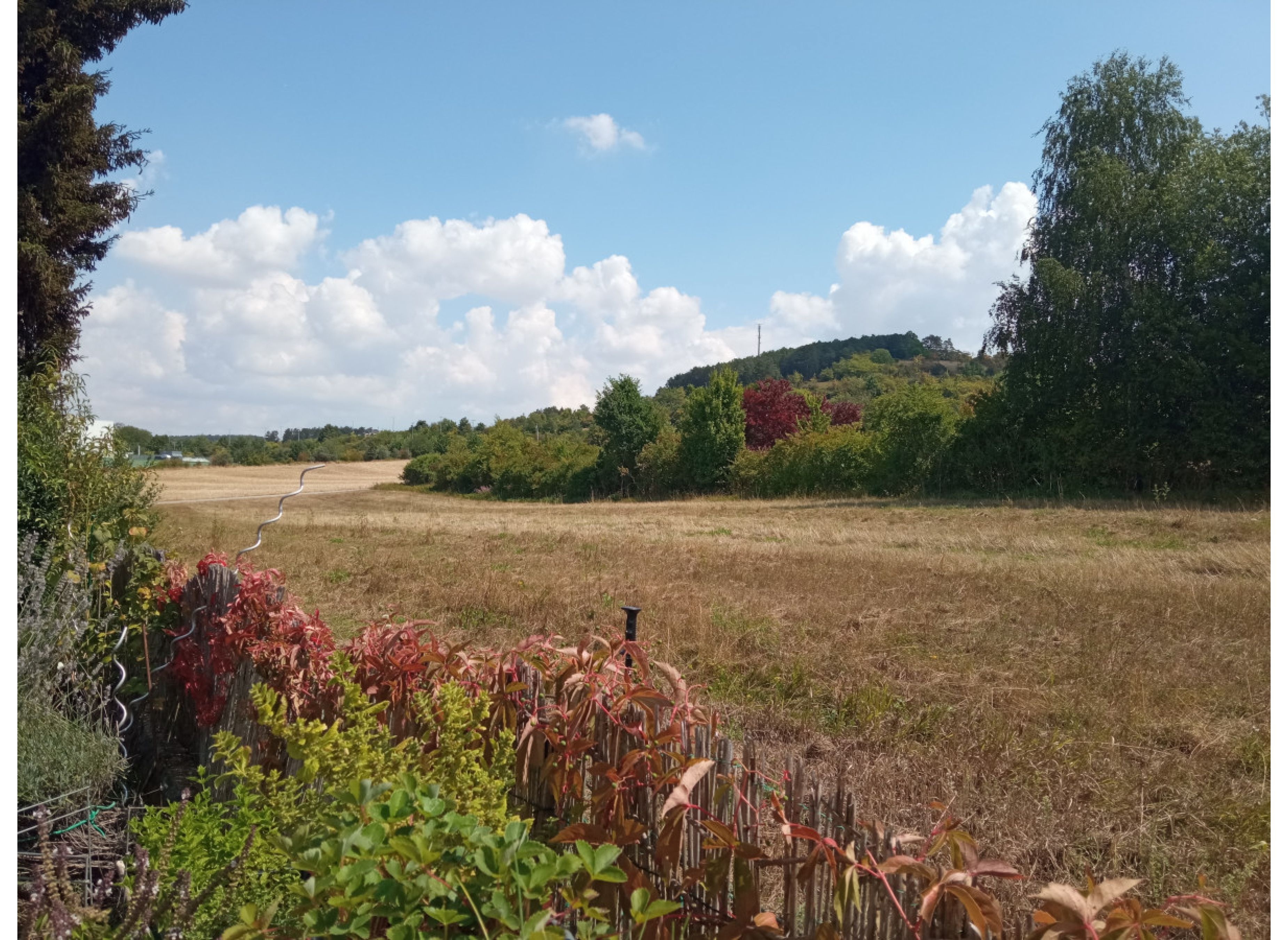 Einzelstellplatz Auge-in-Auge mit Rehwild — Camperplads in Marktheidenfeld