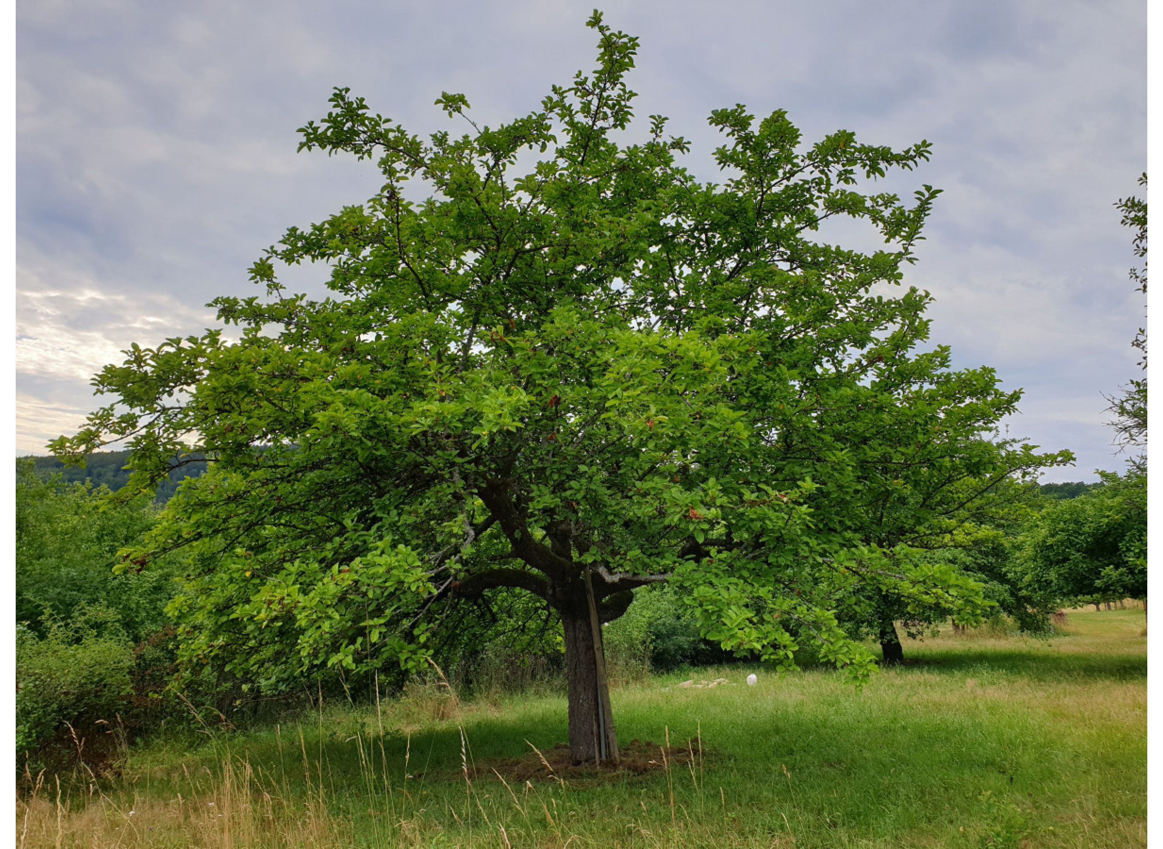 Bio-Baumland im Spessart nahe der Drei-Flüsse-Stadt Gemünden — Area di sosta in Gemünden