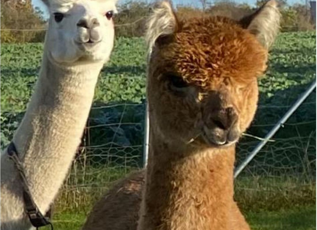 Alpakahof am Rieckensee #1 — Stellplatz in Crussow