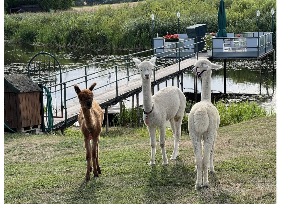 Alpakahof am Rieckensee #1 — Camperplaats in Crussow