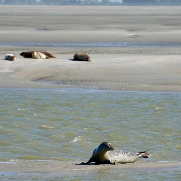 Stellplatz des Sternes Berck — Photo 6
