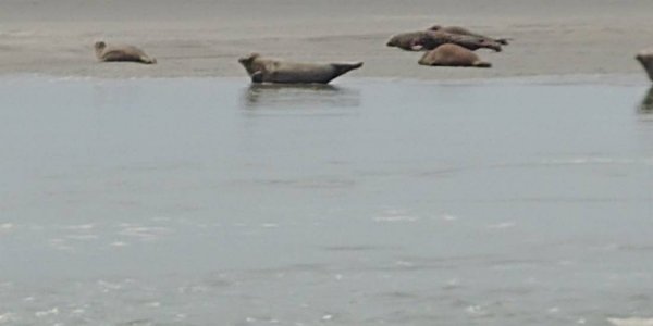 Stellplatz des Sternes Berck — Photo 3