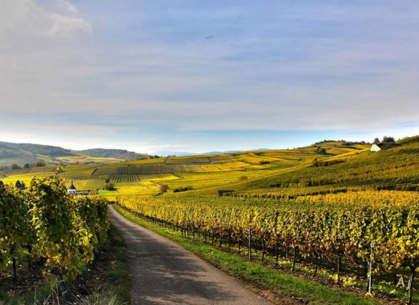 Im Weinberg in einem elsässischen Dorf/Au vignoble dans un village alsacien — Fotografie 5