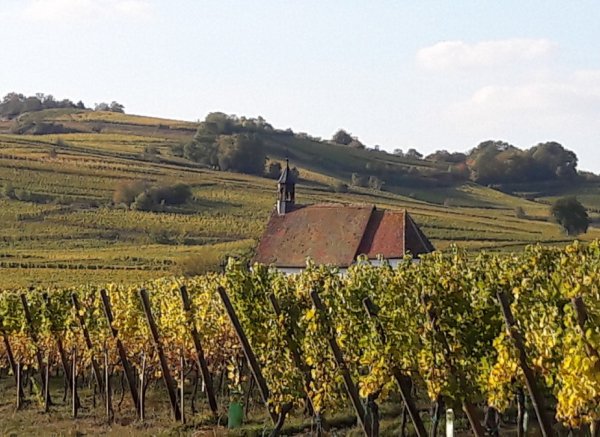 Im Weinberg in einem elsässischen Dorf/Au vignoble dans un village alsacien — Photo 2