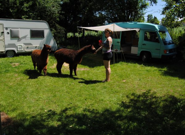 Auszeit bei den Waldgarten Alpakas #1 — Photo 2