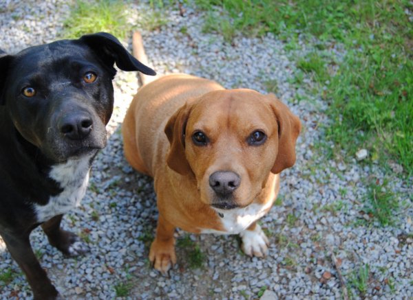 Auszeit bei den Waldgarten Alpakas #1
