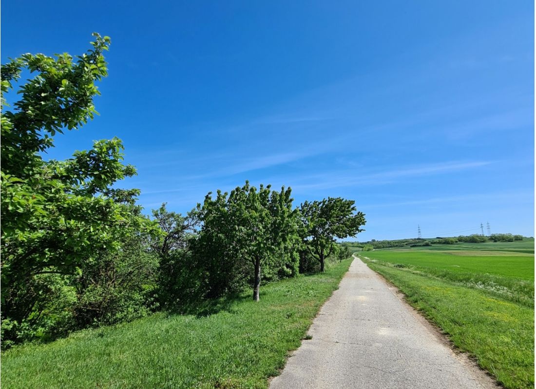Weingarten am Galgenberg — Azienda vinicola in Neusiedl an der Zaya