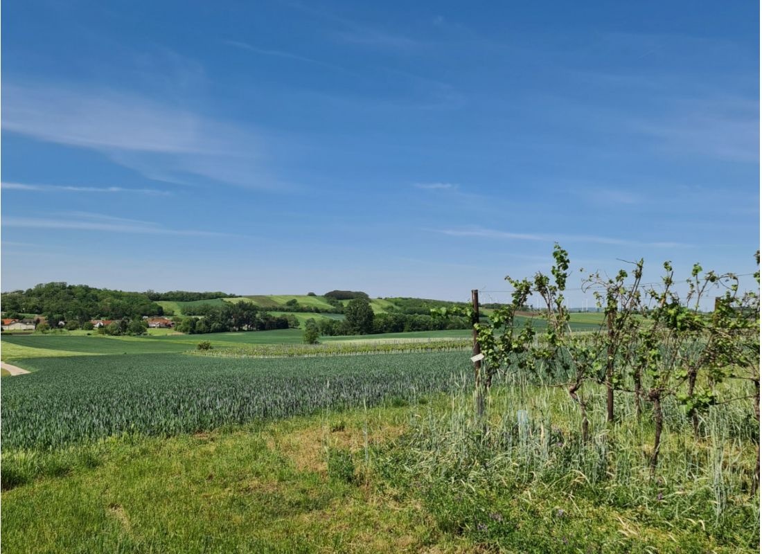 Weingarten am Galgenberg — Weingut in Neusiedl an der Zaya