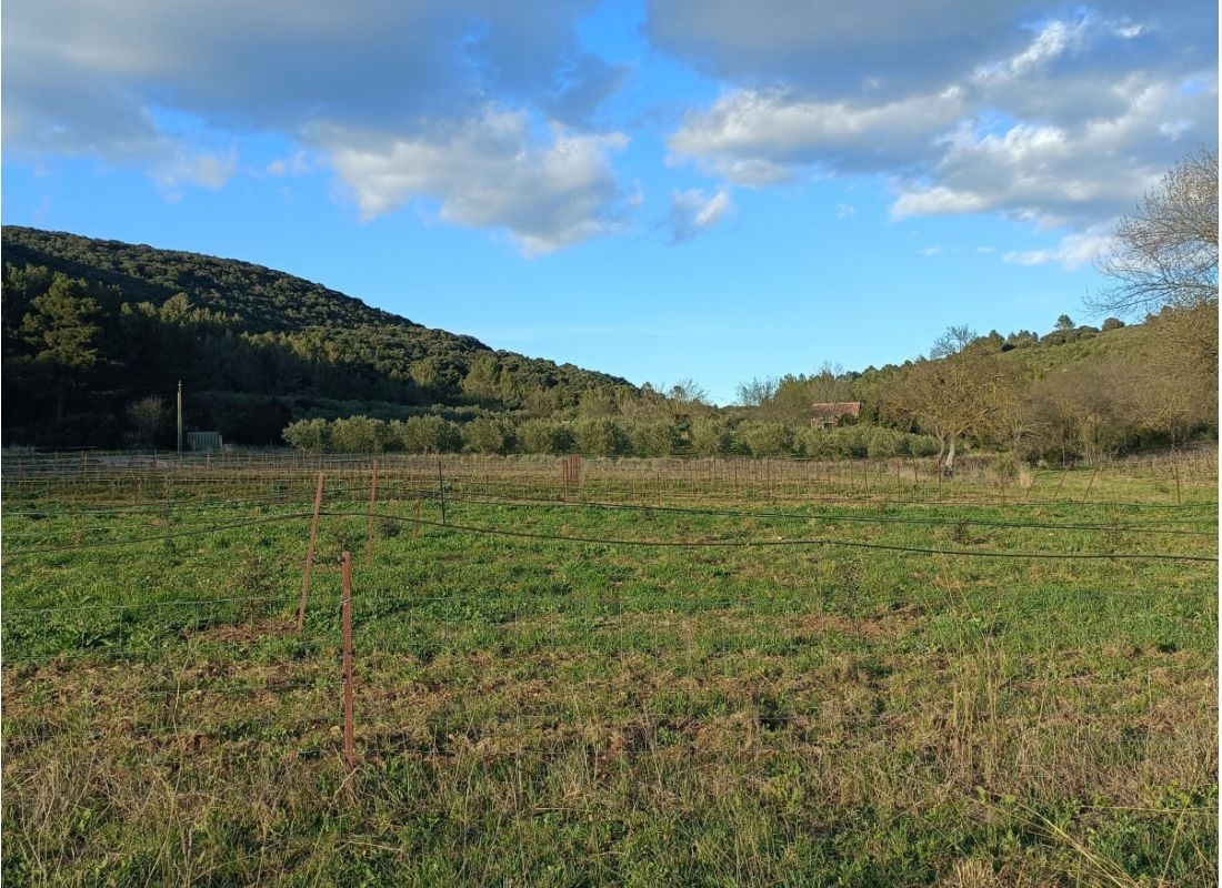 Entre vignes et oliviers #2 — Campervan Site in COMBAILLAUX