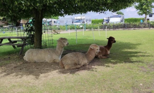 Camperplek de Maasheggen