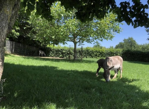 Camperplek de Maasheggen — Photo 3