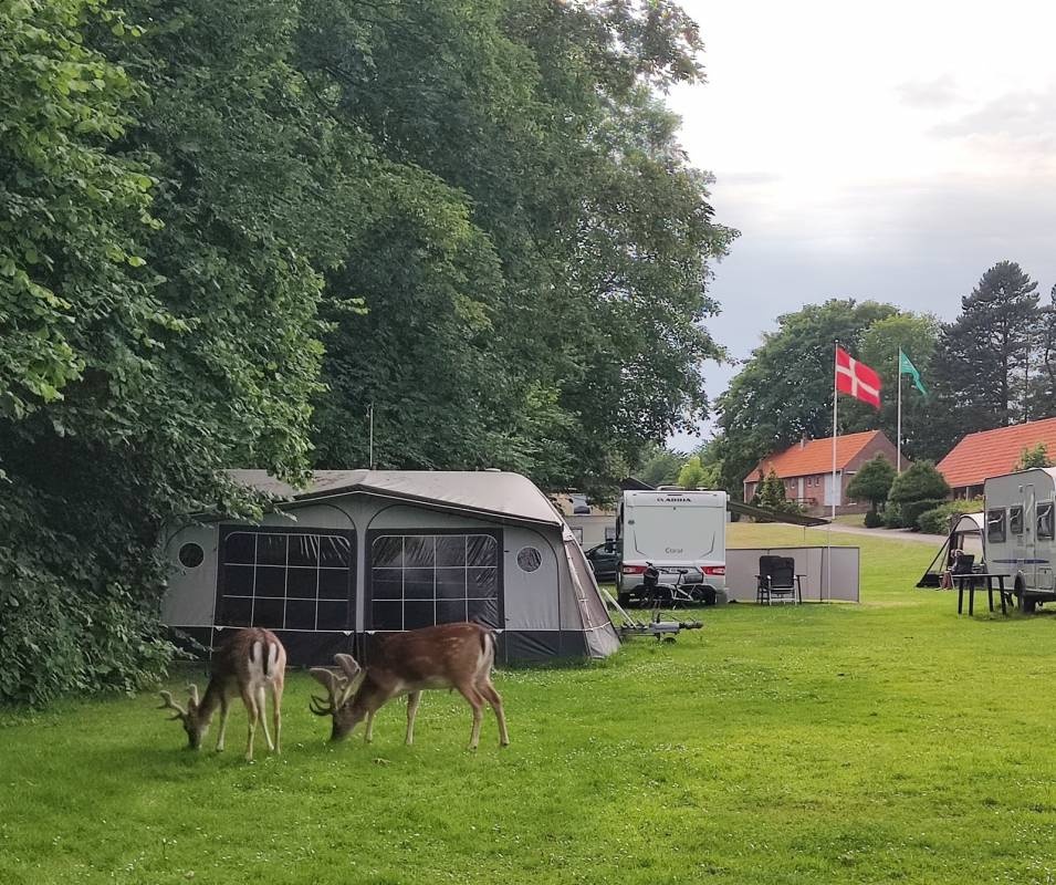 Veijle City Camping — Camping in Vejle
