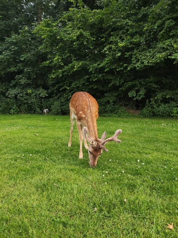 Veijle City Camping — Cámping in Vejle