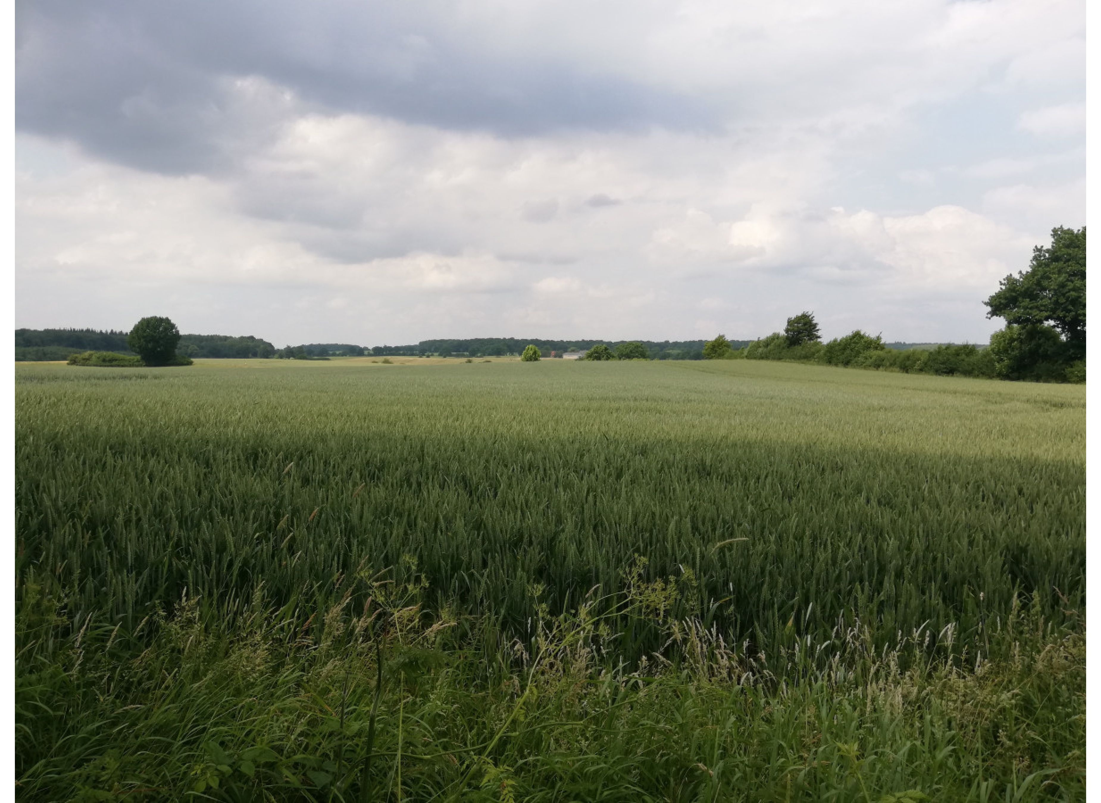 Wiese in der Schleswigholsteinischen Schweiz — Karavan Sitesi in Pronstorf