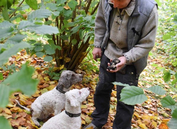 Stellplatz auf Sachsens Erster Trüffelplantage #1 — Photo 2