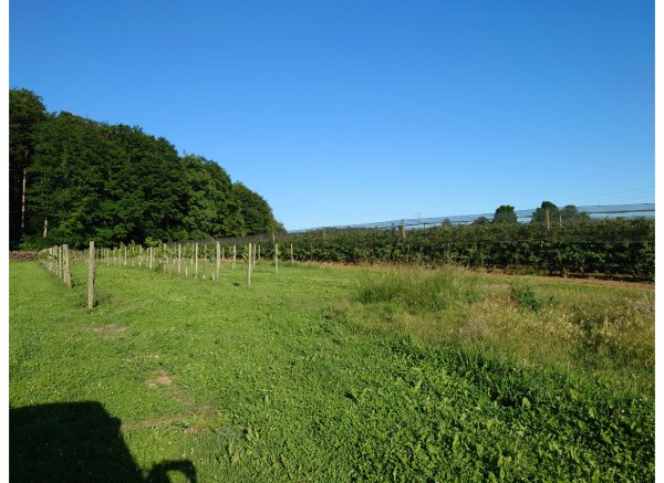 In mitten des Obsttraumes