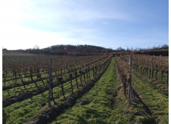 Einzelstellplatz im Weinberg — Foto 3