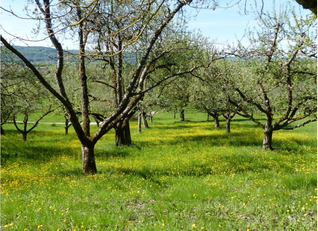 Bio Streuobstwiese Urbacher Ruhe — Bobilplass in Urbach