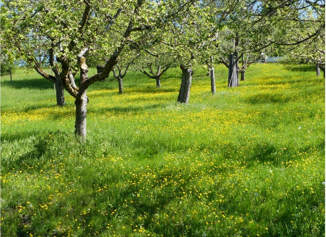 Bio Streuobstwiese Urbacher Ruhe — Camperplads in Urbach