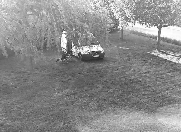 Der kleine an der Weide — Photo 2