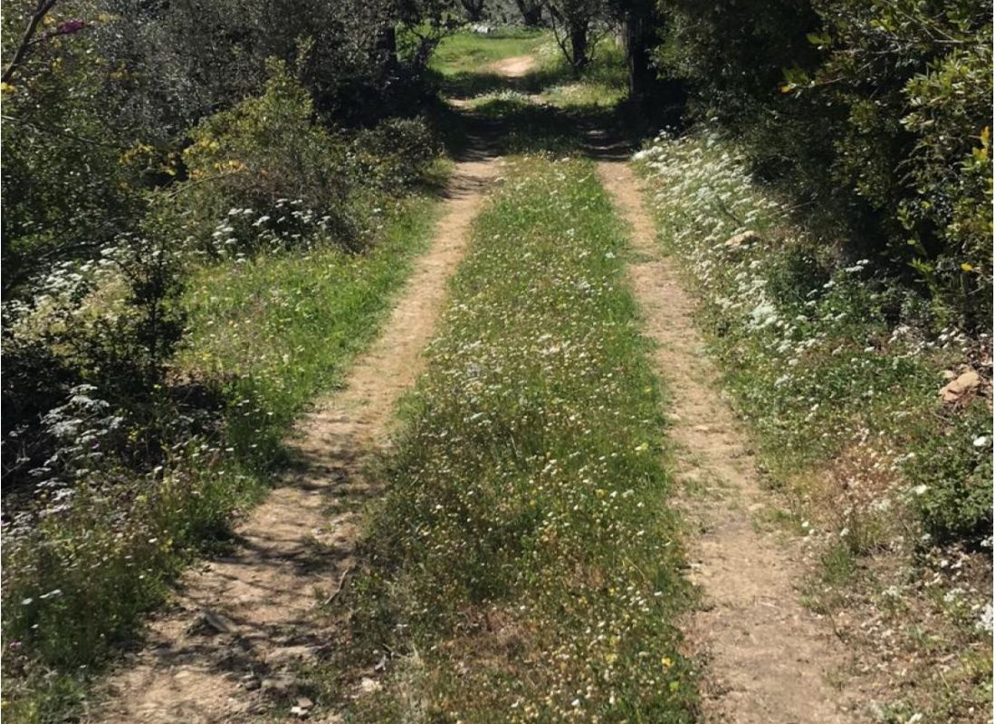 Unter den Olivenbäumen — Bobilplass in Markiniada