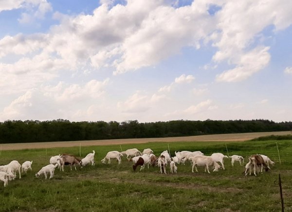 Auf dem Ziegenhof — Photo 2