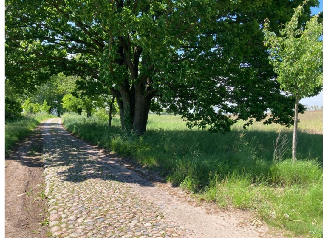 Alte Kirschen Allee — Stellplatz in Rheinsberg