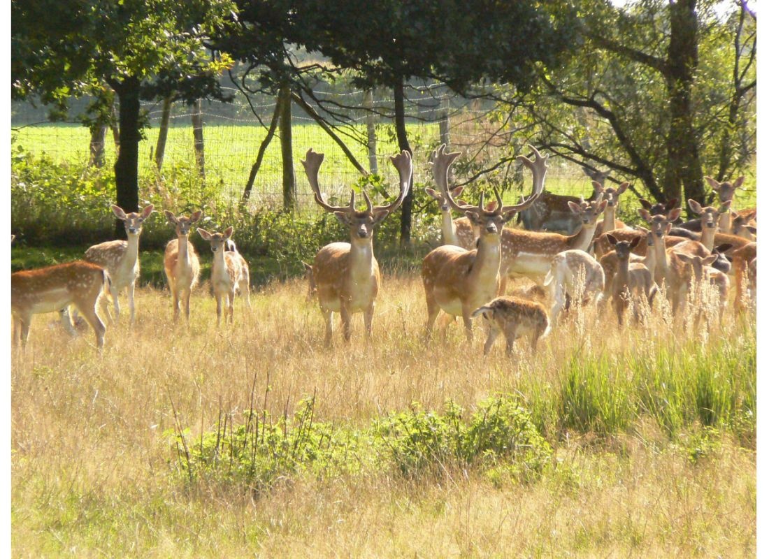 Am Damwildgehege #2 — Bobilplass in Forst