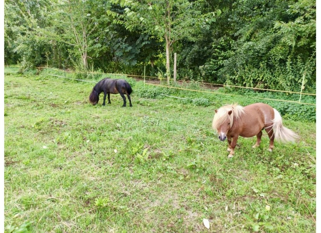 Beim Mehrgenerationenhof — Camperplaats in Bad Essen