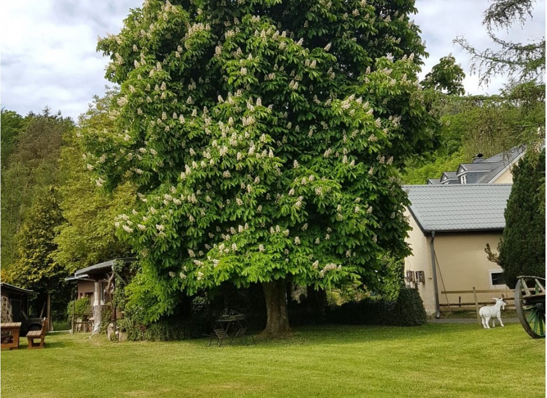 Stellplatz Dörren — Camperplads in Preischeid