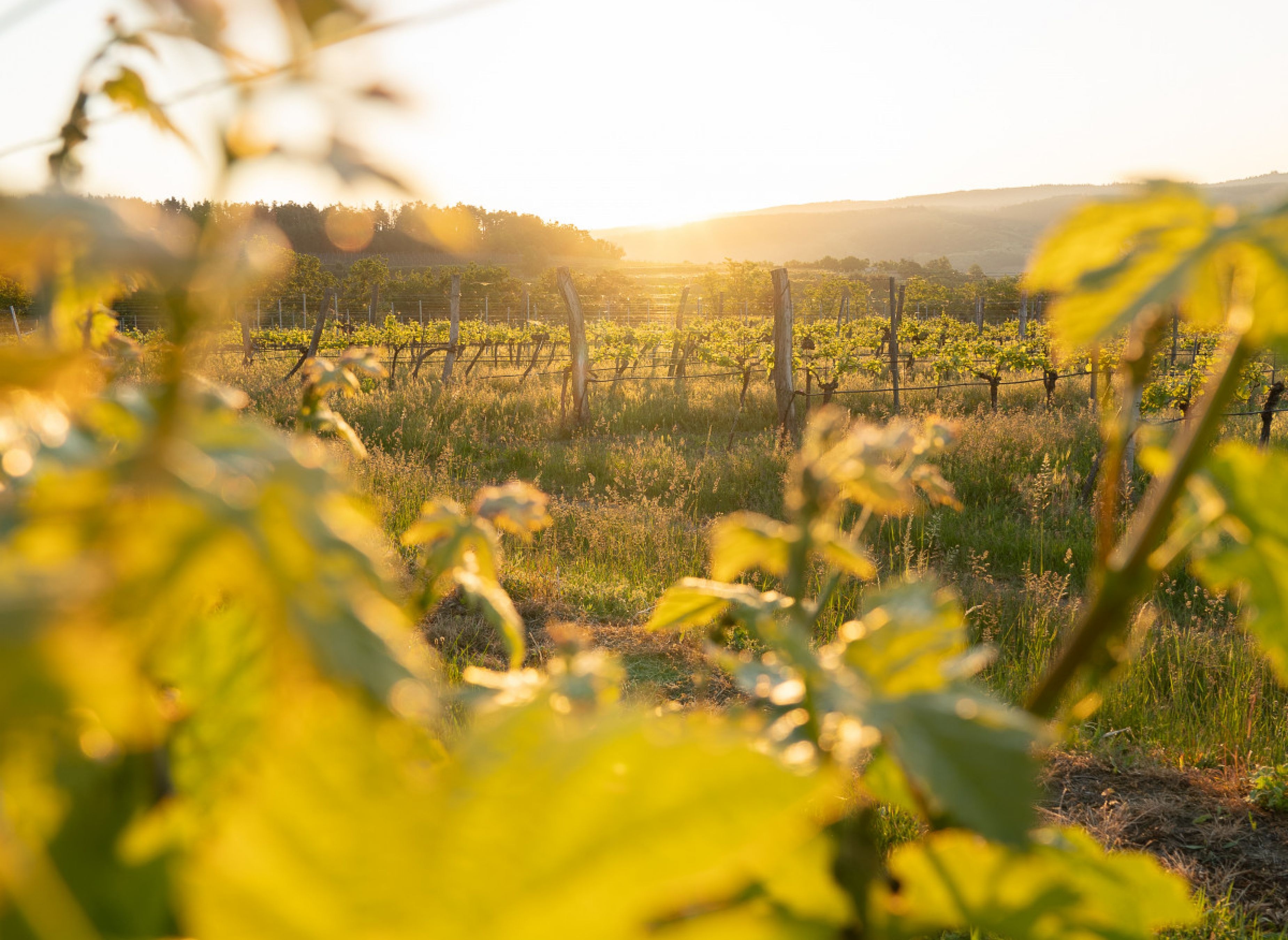 Einzelstellplatz in einem über 70 Jahre alten Weingarten — Bobilplass in Schönberg am Kamp