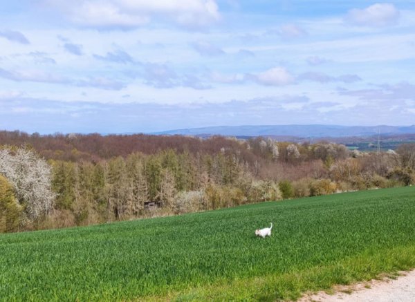 Stellplatz in Duderstadt mit herrlichem Harzblick und Gasthaus in der Nähe — Photo 2
