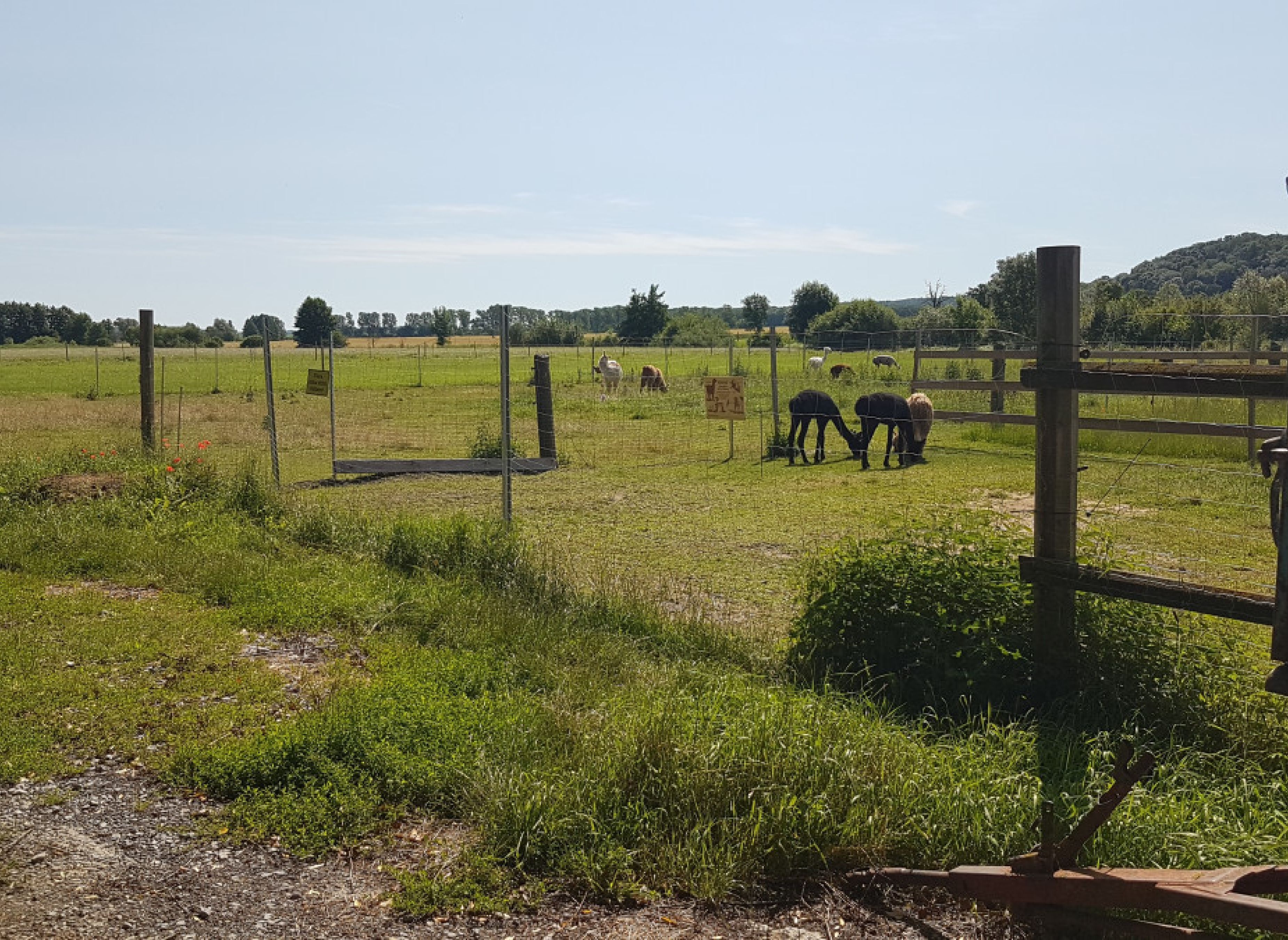 Im Grünen bei den ALPAKAS — Stellplatz in Ulsenheim