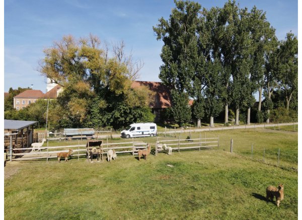 Im Grünen bei den ALPAKAS — Foto 3