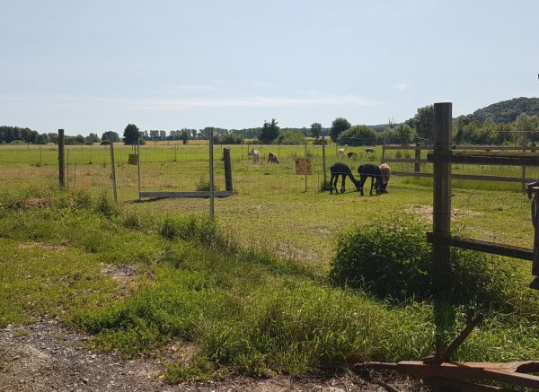 Im Grünen bei den ALPAKAS