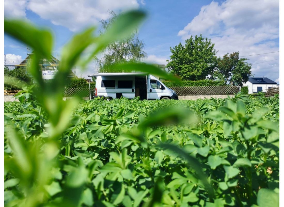 Kleinochsenfurter Stellplatz mit Nähe zum Main — Weingut in Ochsenfurt