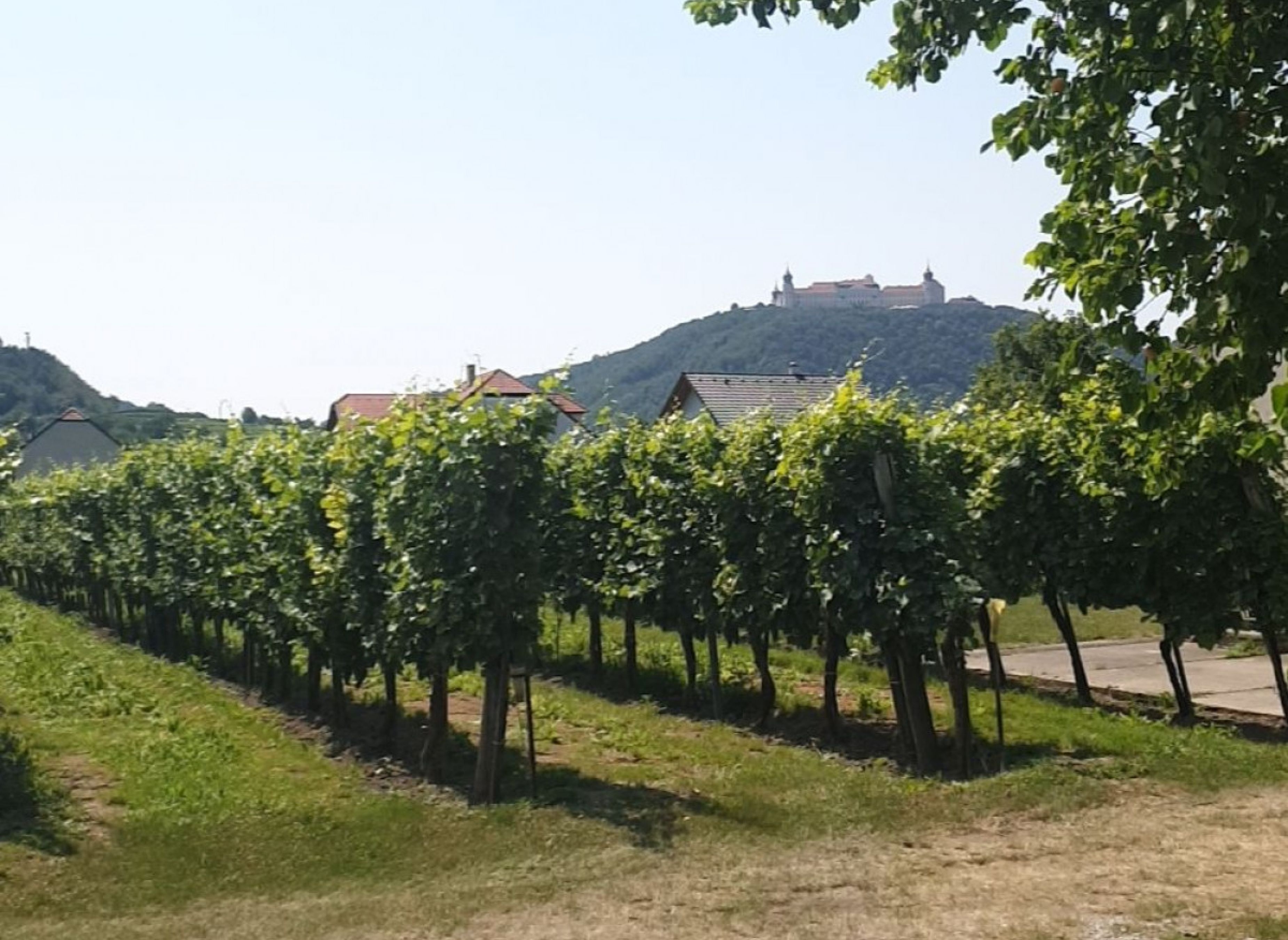 Stellplatz mit Blick auf Stift Göttweig — Winery in Furth bei Göttweig