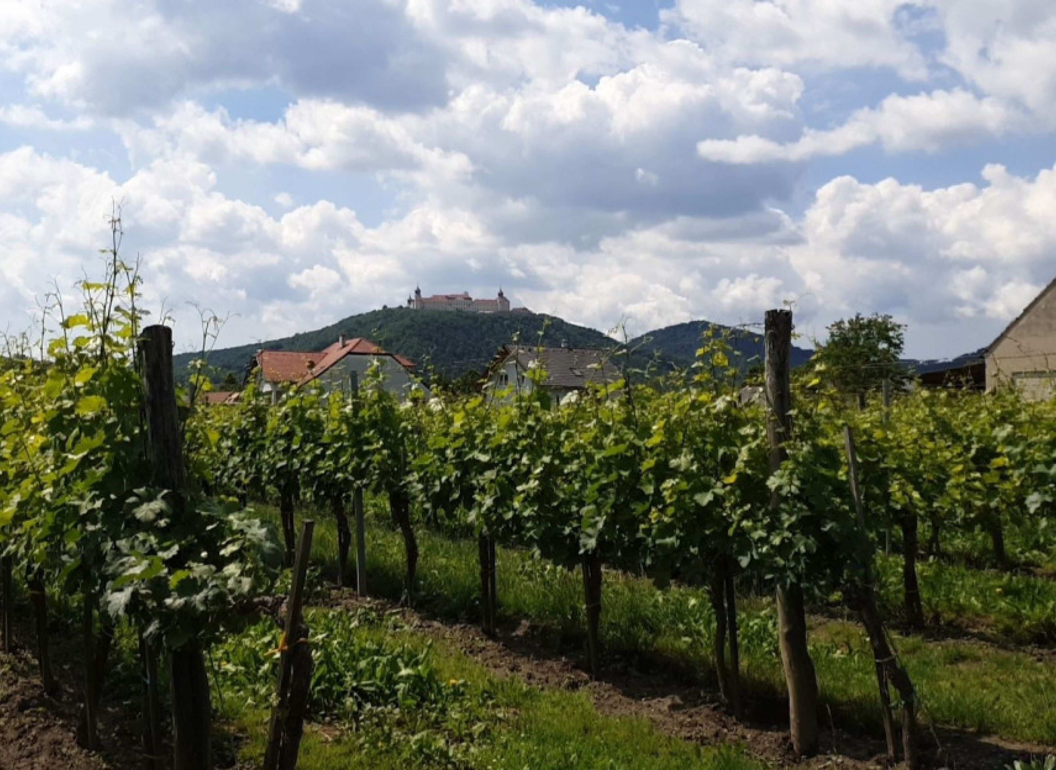Stellplatz mit Blick auf Stift Göttweig — Vineri in Furth bei Göttweig