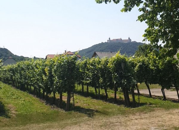 Stellplatz mit Blick auf Stift Göttweig — Foto 3