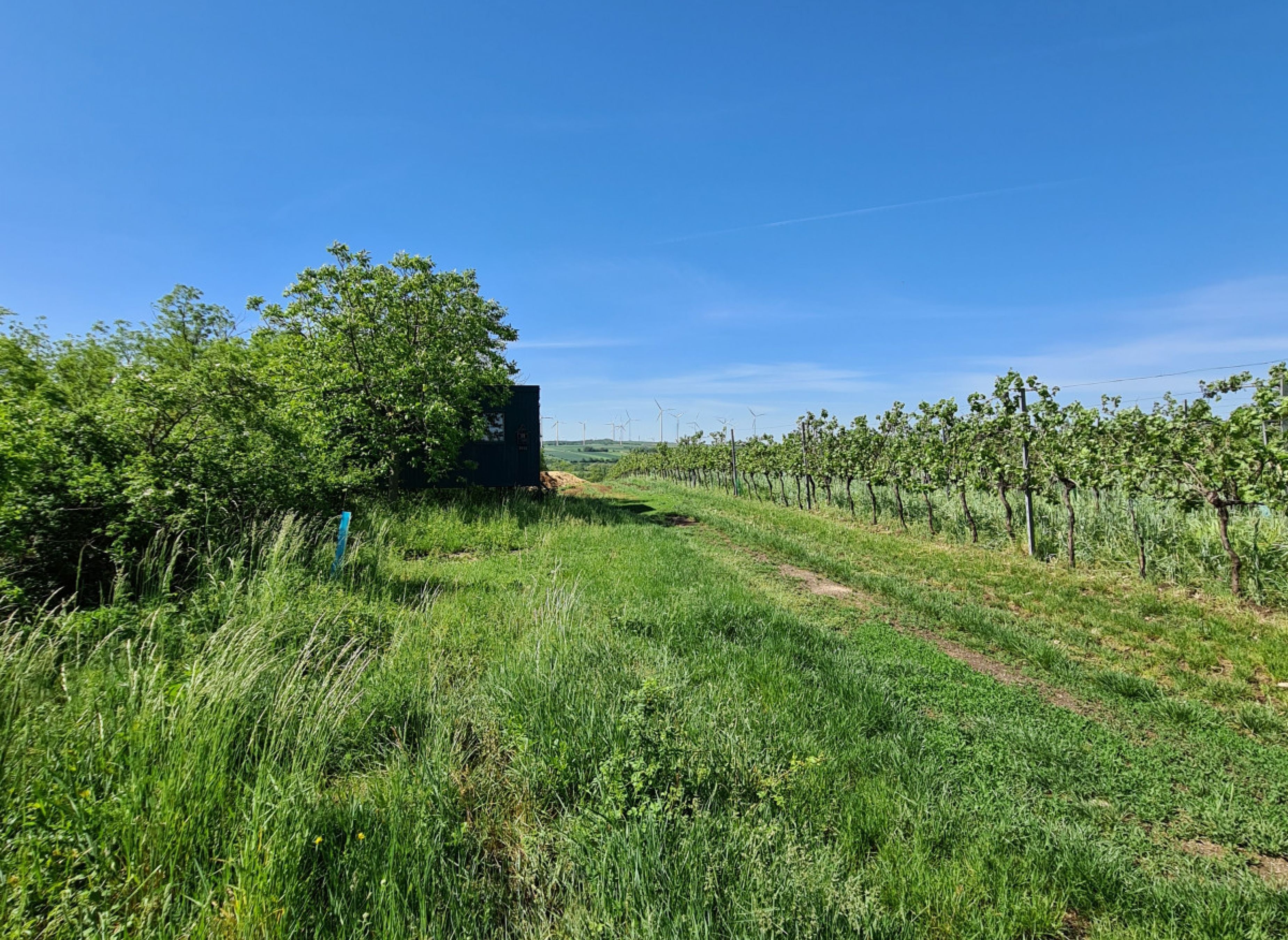 Campen am Sonnberg — Vineri in St. Ulich