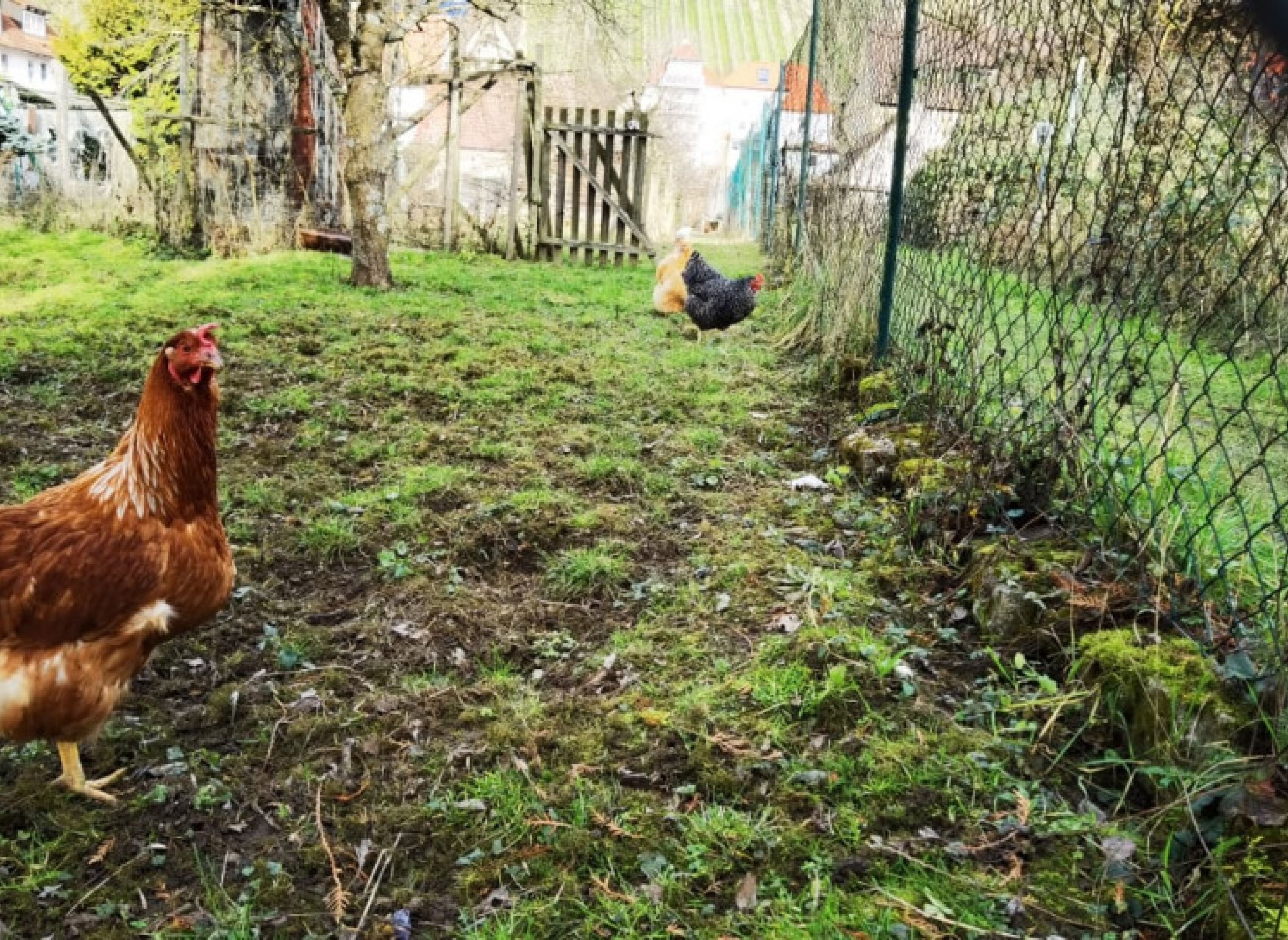 Zwischen den Weinbergen und dem Main in Randersacker — Stellplatz in Randersacker