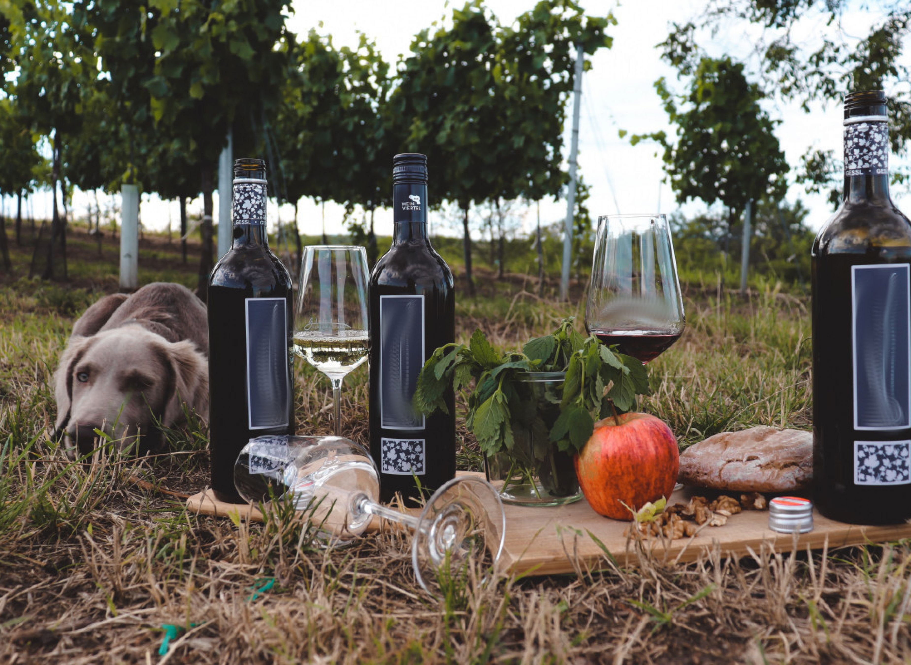 Ruhiger Stellplatz in traditioneller Kellergasse mitten in den Weinbergen (BIO Weine erhältlich) — 露营车营地 in Zellerndorf