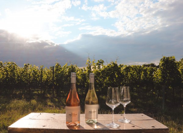 Ruhiger Stellplatz in traditioneller Kellergasse mitten in den Weinbergen (BIO Weine erhältlich) — Photo 2