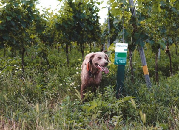 Ruhiger Stellplatz in traditioneller Kellergasse mitten in den Weinbergen (BIO Weine erhältlich)